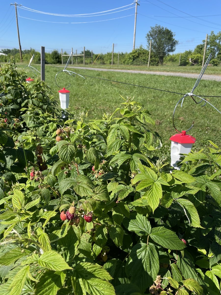 Chemistophe's tweet photo. π£Job alert: I'm hiring a technician π₯³
Please RT
You are a biologist/chemist interested in #ChemicalEcology, integrative pest management #IPM, and agricultural systems? Come to join us @CornellAgriTech @cornellento
Contact me for more information π
https://t.co/QBuZ3bbdhu https://t.co/57G1dMyLmx