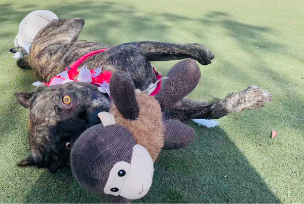 #Dog #Marble_CCSTCA_11 Playing with his stuffy monkey https://t.co/a0F0SYXjcQ https://t.co/IkgrrzdfyM