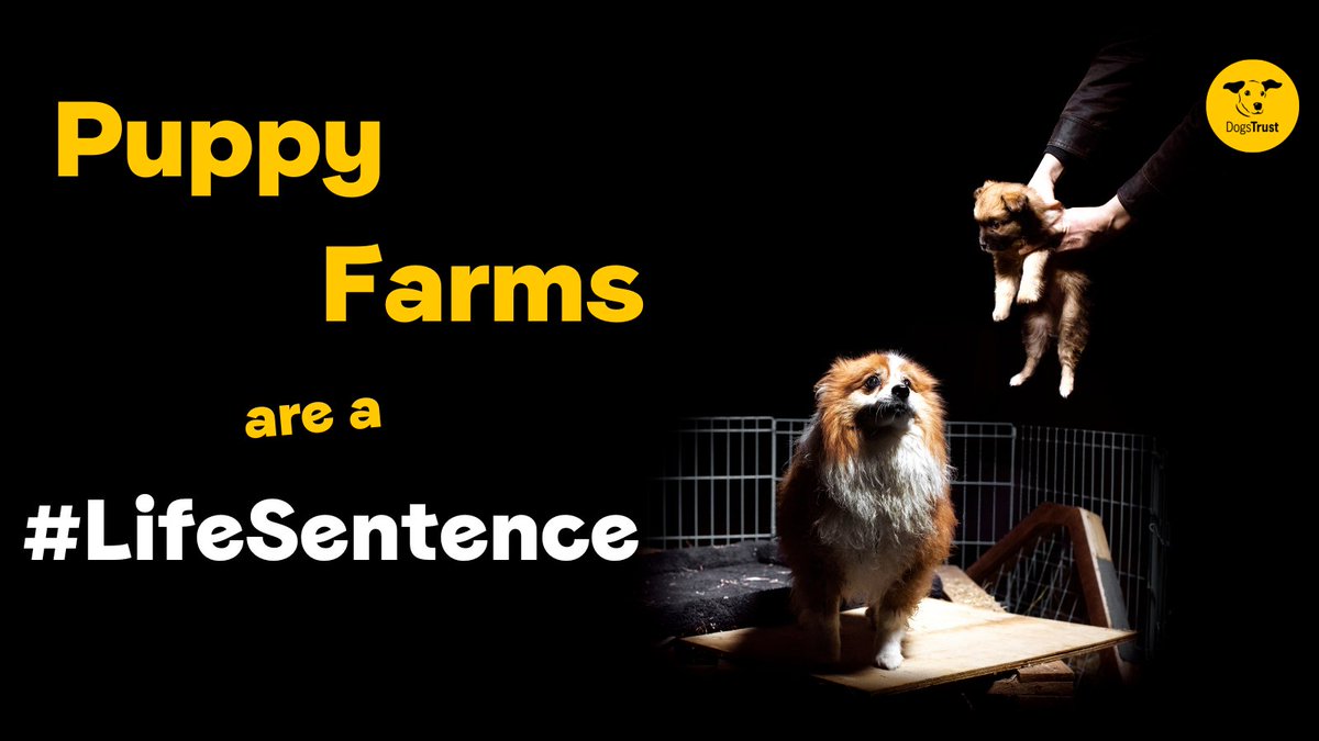 DogsTrust_IE's tweet photo. 13,735 of you have signed our petition calling for harsher punishments for puppy farmers, THANK YOU!  
But we still need your help. Please RT to encourage others to show their support and highlight that puppy farms are a #LifeSentence 💔

https://t.co/G83euHcaqv https://t.co/i0ObGqkUBe