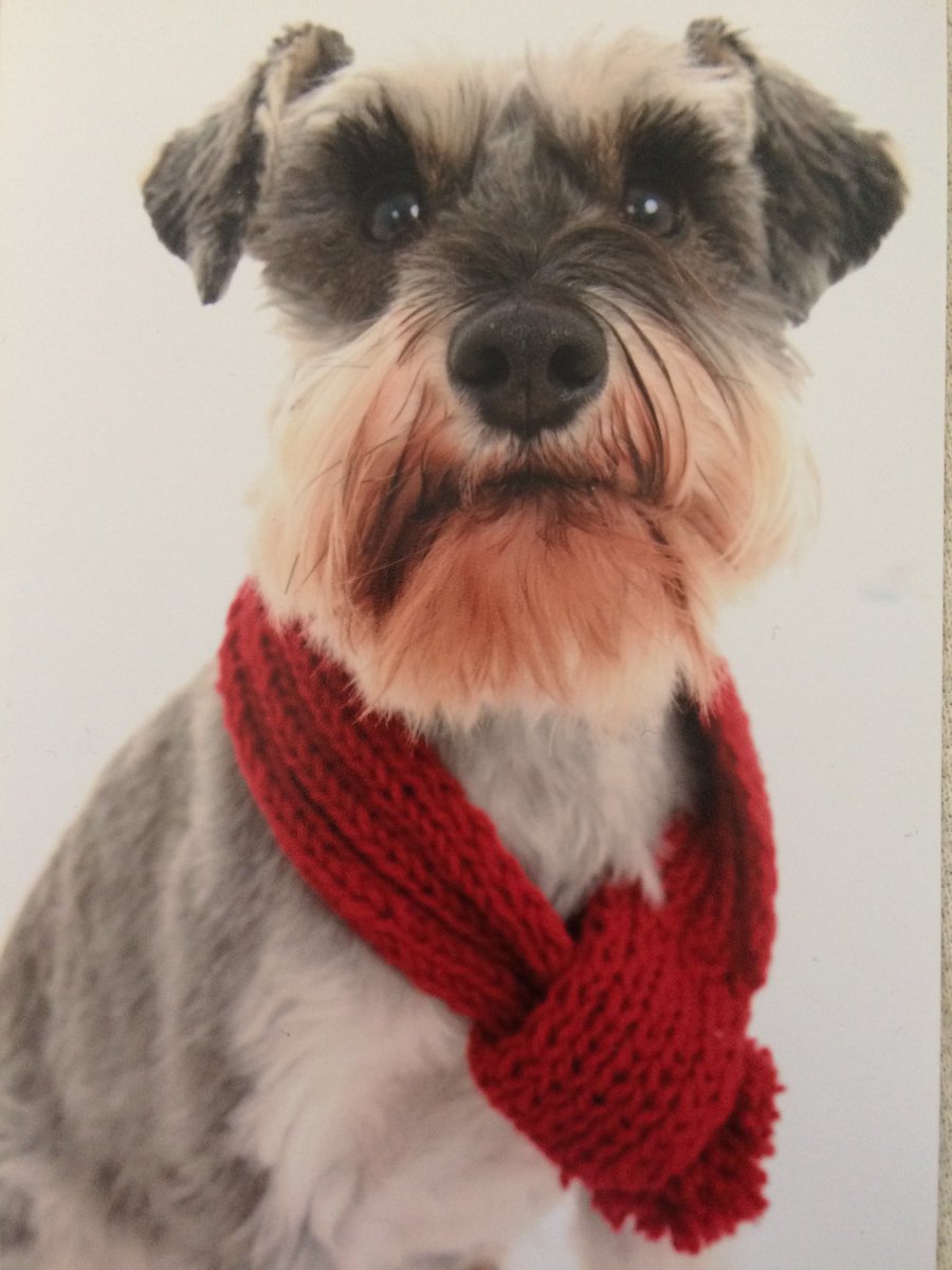 PaulineLeeson's tweet photo. Sookie over the rainbow bridge peacefully at home 🌈 😢 We are all heartbroken 💔 but grateful for all the love and joy she brought into our lives  💕 🐶 💜 https://t.co/aQFwHR5VCR
