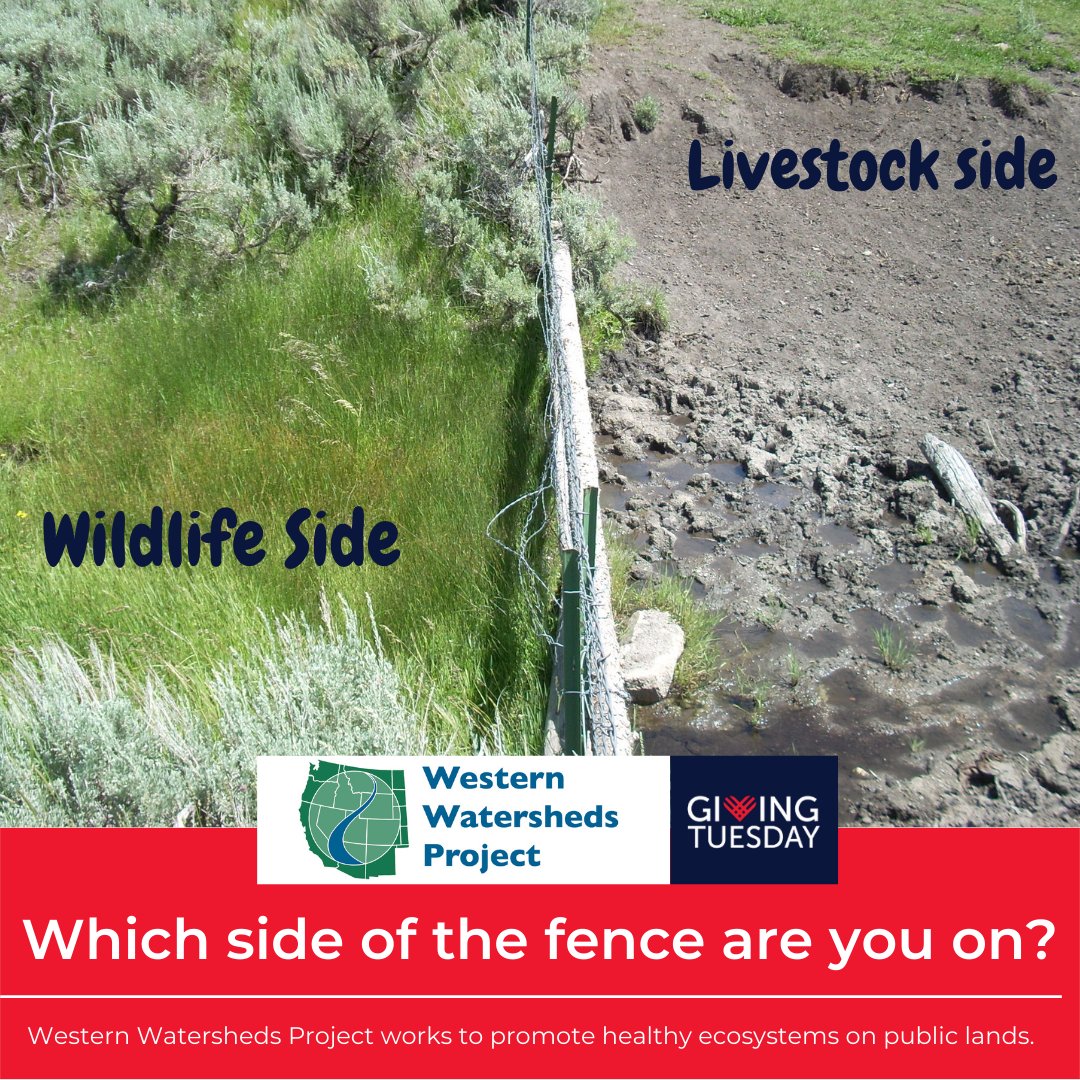 We're the leading group working on ending the livestock industry's abuse of public lands. From #Wolves to #PygmyRabbits, we're on the side of wildlife. Support us! #GivingTuesday #GivingTuesday2022 westernwatersheds.org/support/