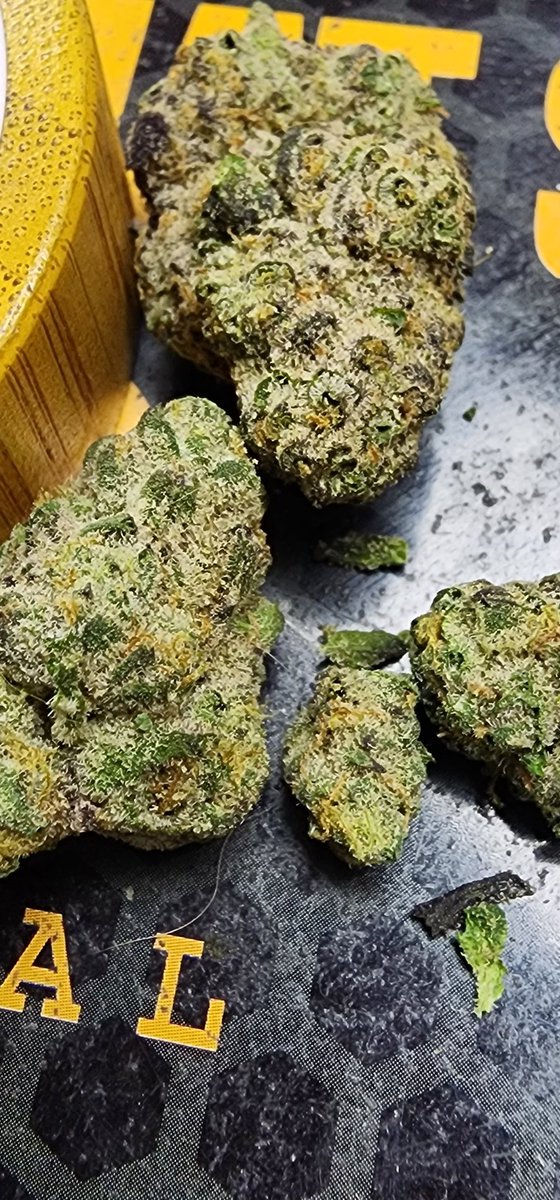 Kioti420's tweet photo. Suite 443 in house grown LA Kush Cake! This particular grow really accents the terpene profile that I didn't know was even there! A very tasty and enjoyable smoke, smooth and strong. Only downside was extreme cotton mouth but worth it for the medical benefits it offers. 
🖤🦊🖤 https://t.co/gh57CJqH5V