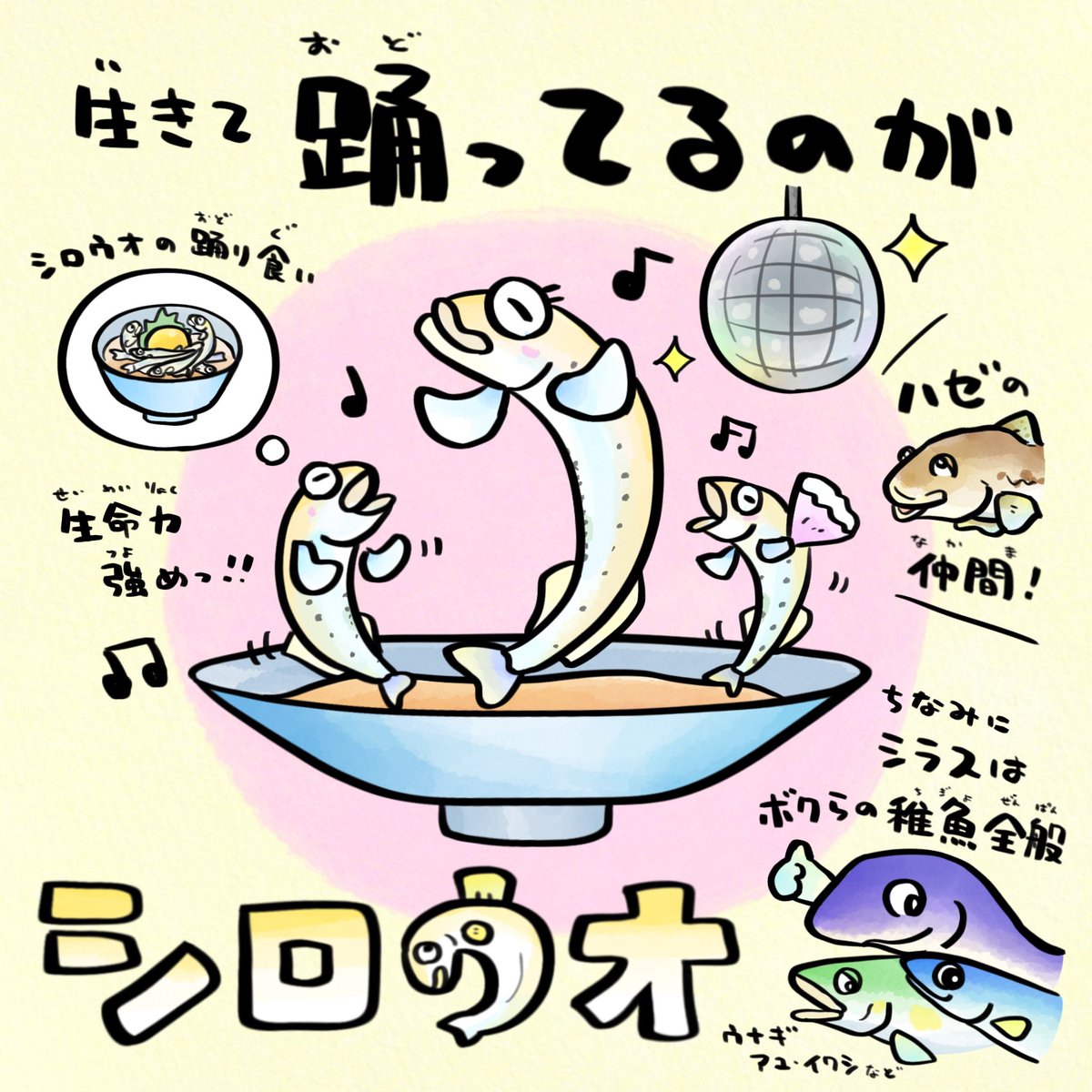 生食は顎口虫症の危険性があるシラウオ
シラウオとシロウオは似てるけど全く違うさかなです 