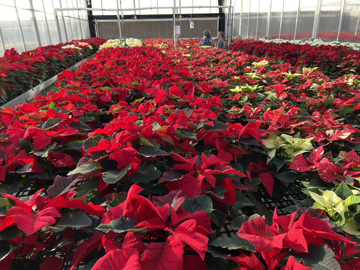 OSU Poinsettia Sale - Thursday, Dec 1 and Friday, Dec 2 - 7:30 am to 5:00 pm or until sold out! Location: Greenhouse Learning Center