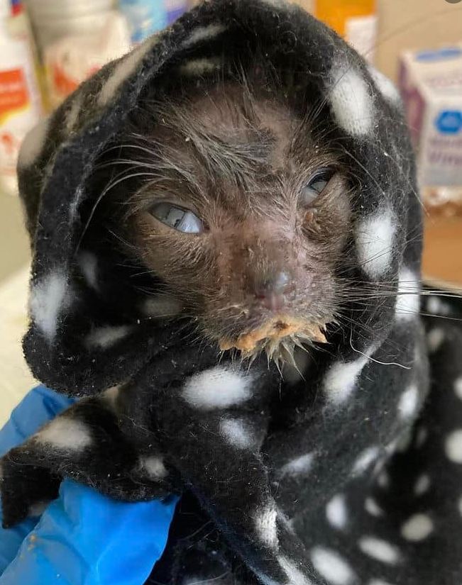 sapetsalive's tweet photo. This Giving Tuesday, give the Gift of Health and sponsor one of our dogs, cats, puppies, or kittens by making a $100 gift or partial gift towards the cost of their care! 
https://t.co/l7mW8GyYUl
#GivingTuesday #GivingTuesday2022 https://t.co/7HwbbTnAkl