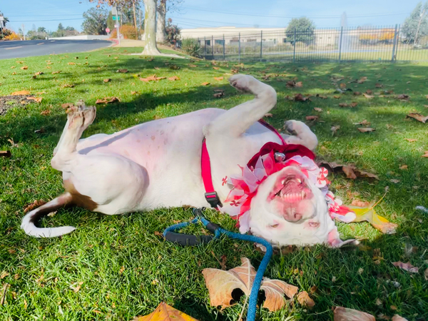 #Dog #Lelu_CCSTCA_01 She loves to roll in the grass https://t.co/tUl4lOaDk9 https://t.co/VP4EySNNWt