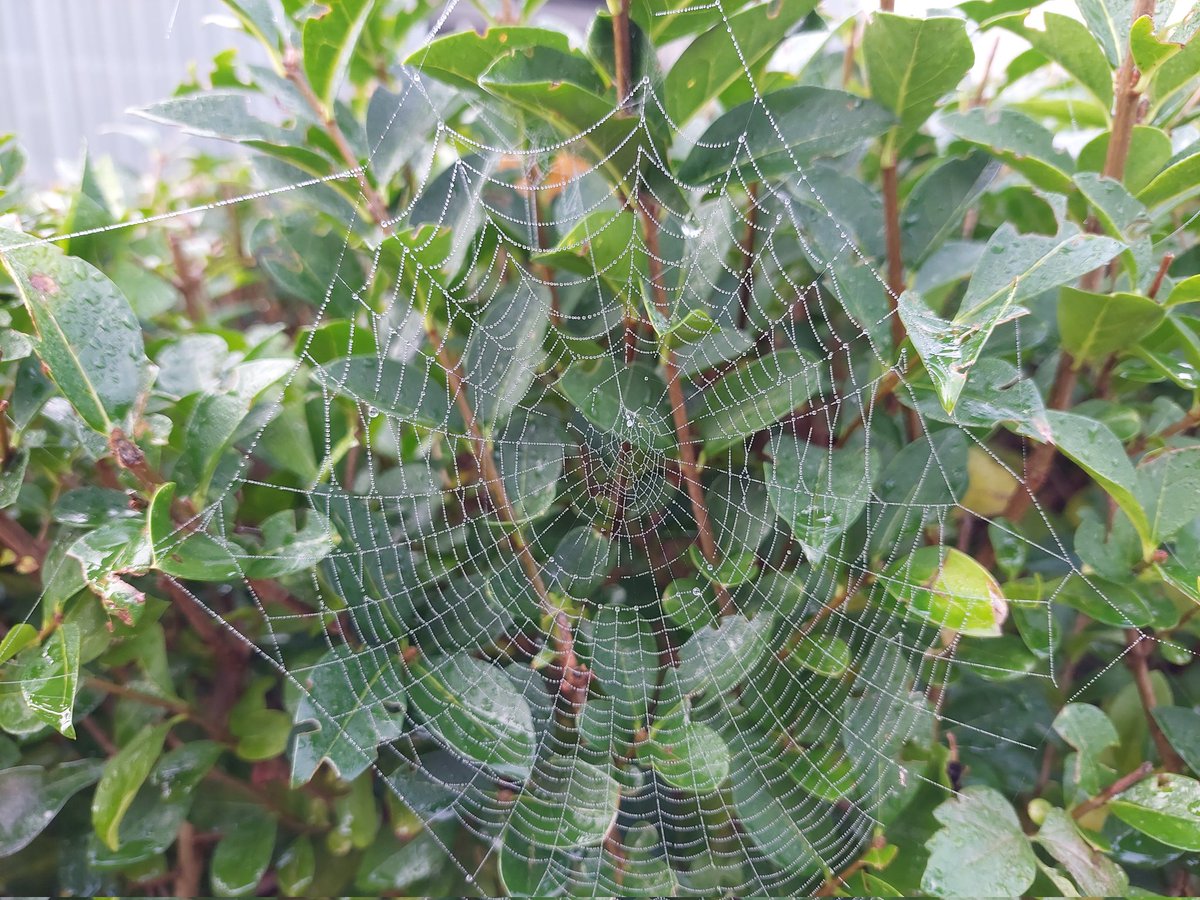 ecoloog079 tweet media