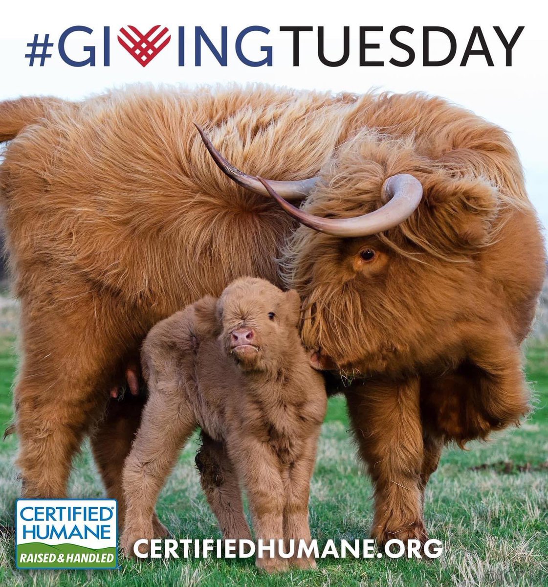 Certified Humane | Humane Farm Animal Care tweet media