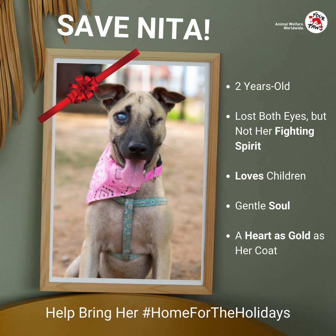FOURPAWSUSA's tweet photo. Nita is coming #HomeForTheHolidays!
Nearly a victim of the dog and cat meat trade, Nita will soon be headed to the U.S. where she will be searching for a #ForeverHome.
Tap the link to learn more & support our efforts to #EndTheTrade https://t.co/AMQtxQhlOc https://t.co/IShERu5HZ7