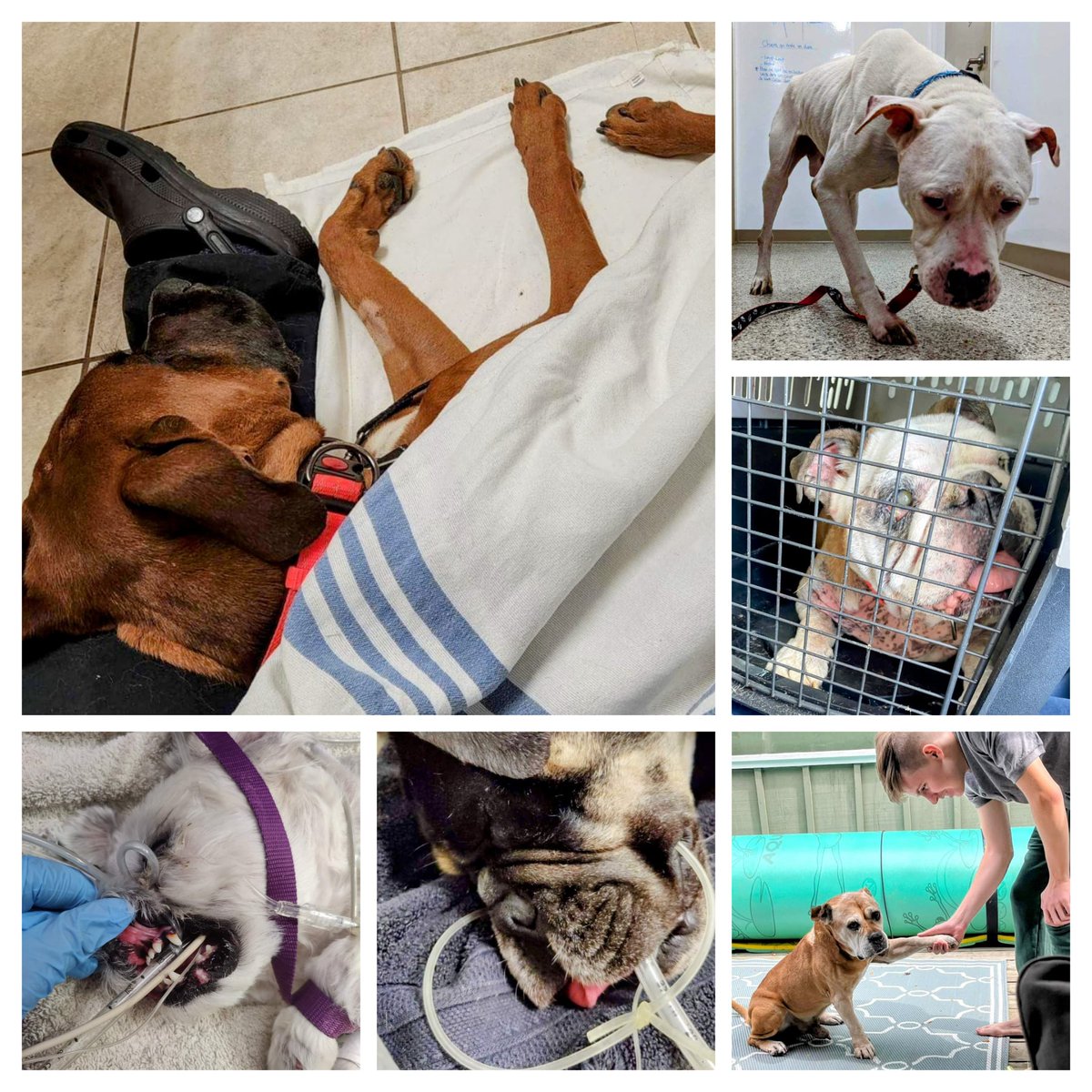 Something that is very near and dear to us can make us very emotional but so darn proud at the same time. With that being said, we're participating in #GivingTuesdayCA with proceeds from taproom sales going to BRO. So please come out and drink to save some cute doggos!