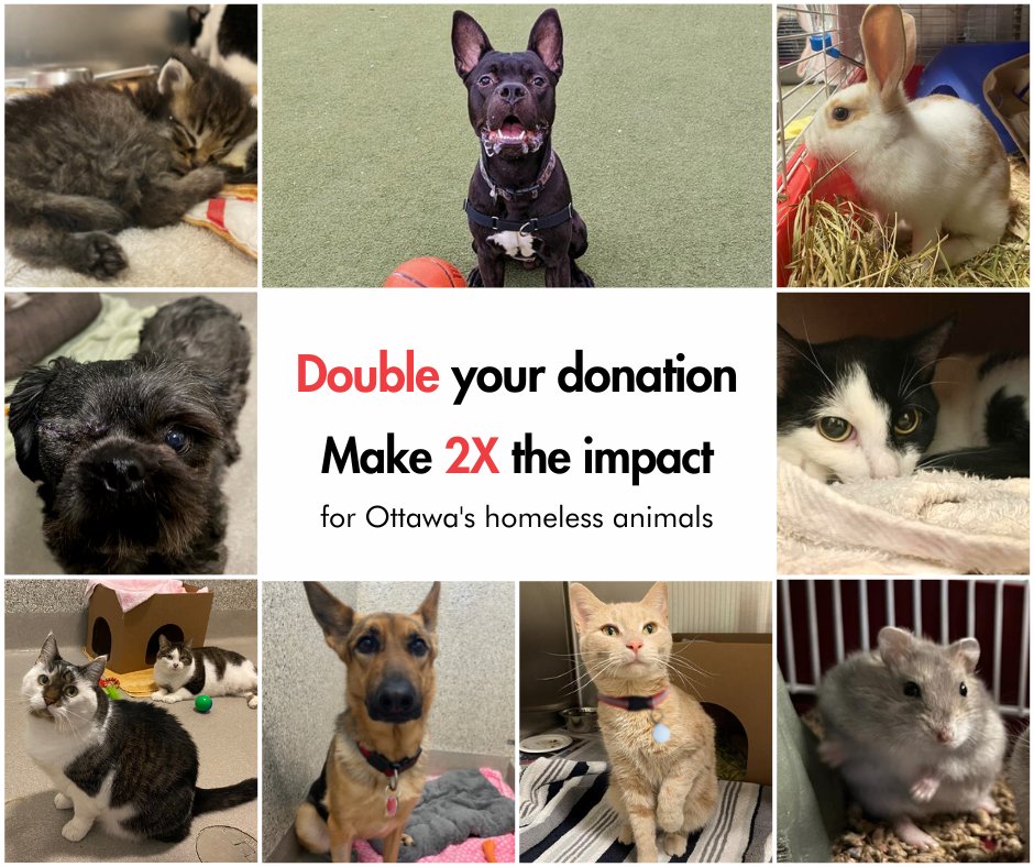 ottawahumane's tweet photo. Giving Tuesday is here. Double your donation and make 2X the impact to help Ottawa’s homeless animals!

https://t.co/tBPWonrQBn https://t.co/k2bt22kYJp
