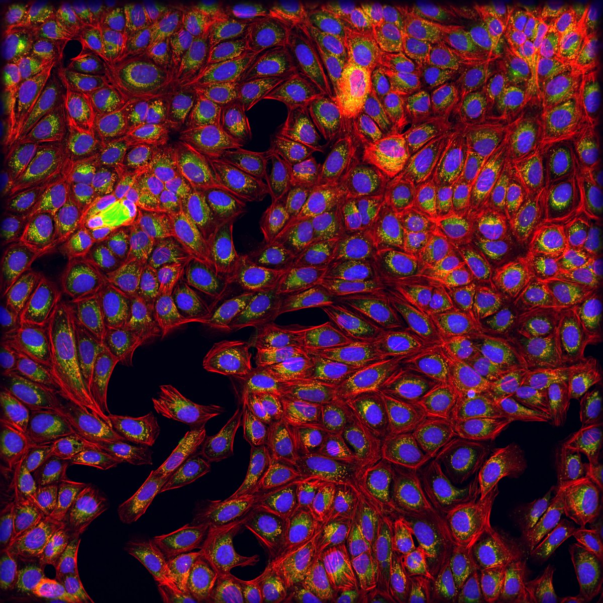 Molecular Devices (@moldev) on Twitter photo In <a href="/bioitworld/">Bio-IT World</a>, Molecular Devices and <a href="/SaysCoreLA/">Core Life Analytics</a> experts discuss how AI-enabled analysis software helps researchers mine #cellpainting data effectively, perform predictive analytics, and easily access insights in perpetuity: ow.ly/BUgj50LPvOA.
#ai #machinelearning In <a href="/bioitworld/">Bio-IT World</a>, Molecular Devices and <a href="/SaysCoreLA/">Core Life Analytics</a> experts discuss how AI-enabled analysis software helps researchers mine #cellpainting data effectively, perform predictive analytics, and easily access insights in perpetuity: ow.ly/BUgj50LPvOA.
#ai #machinelearning