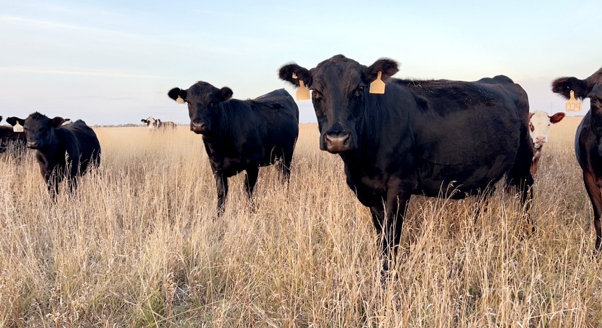 JakeGroft1's tweet photo. Looking for 1st second or 3rd calvers all angus looking for close to 400 would prefer to buy big lots let me know what you have feel freer to share. Closer to South Dakota the better thank you https://t.co/SrjtSfNxFR