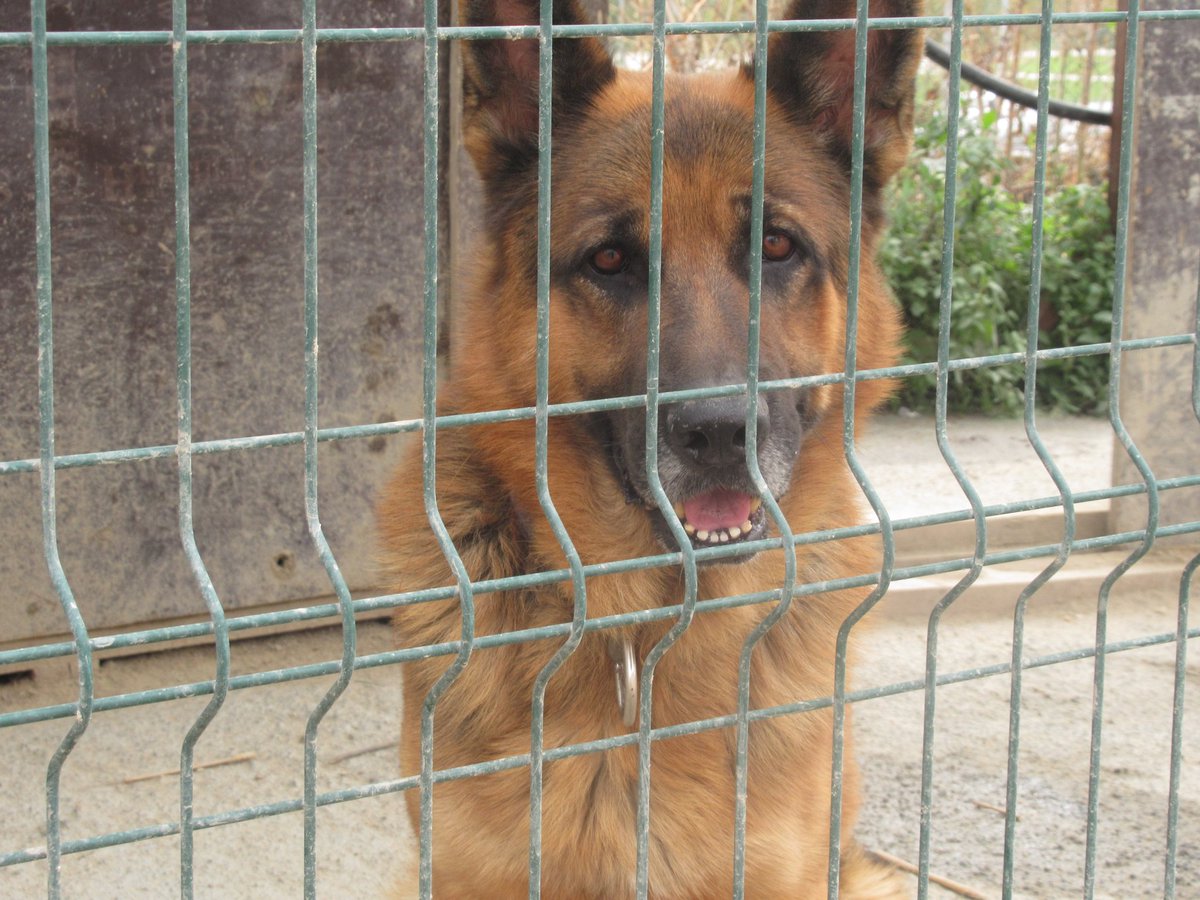 3 sene önce şantiye bitince bahçeli evime alırım ya da çiftliğe götürürüm diyen kişi bugün ondan vazgeçti ve haber gönderdi. 3 yaş erkek alman kurdu yuva arıyorum (kısır değil ikna edemedim kısırlaştırma şartı var- İSTANBUL'dayız)