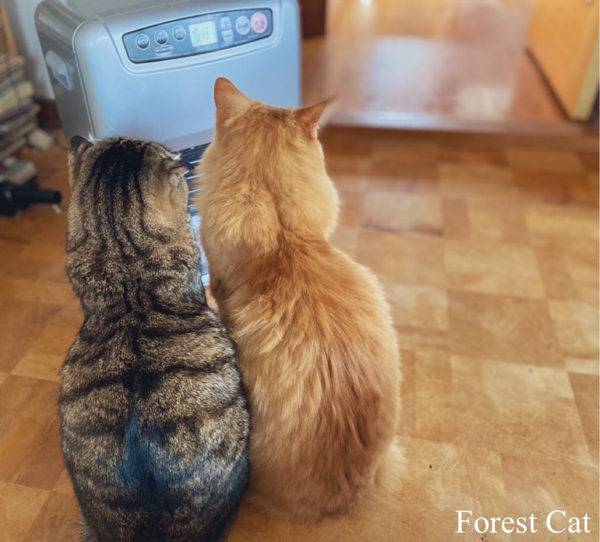 Forest Cat Cafe Forestcat Twitter