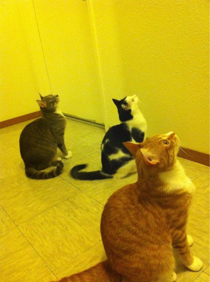 Cats (@hourlycats) on Twitter photo 
