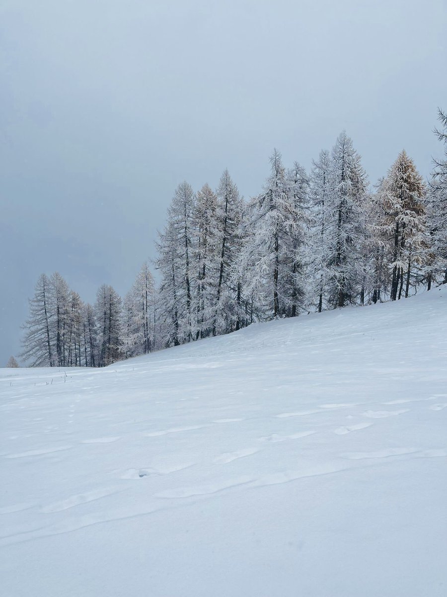 Pelvoux Vallouise Domaine Skiable tweet media