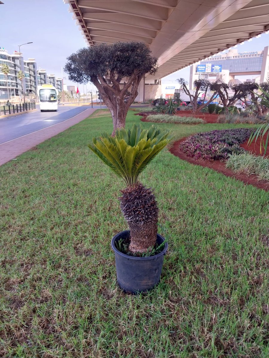 عمدة الدار البيضاء السيدة نبيلة الرميلي في حسابها على تويتر: "🌳 🌱 تعرف حديقة "مردوخ" الرمزية بعض التحولات. حيث إننا نواصل خلق وإعادة تأهيل المساحات الخضراء من أجل جودة عيش أفضل لسكان الدار البيضاء لكونهم يستحقون ذلك"