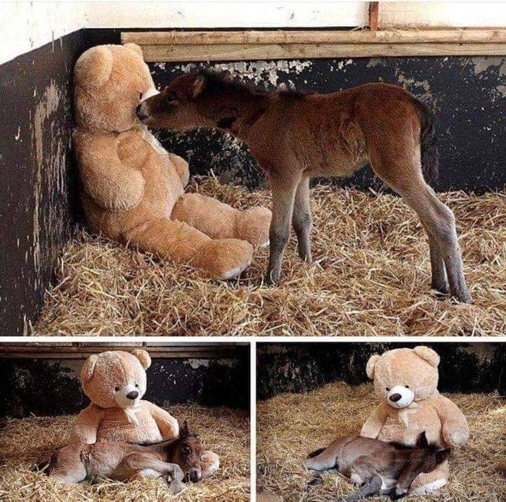After this foal's mother died, they gave him a teddy bear to help him go to sleep