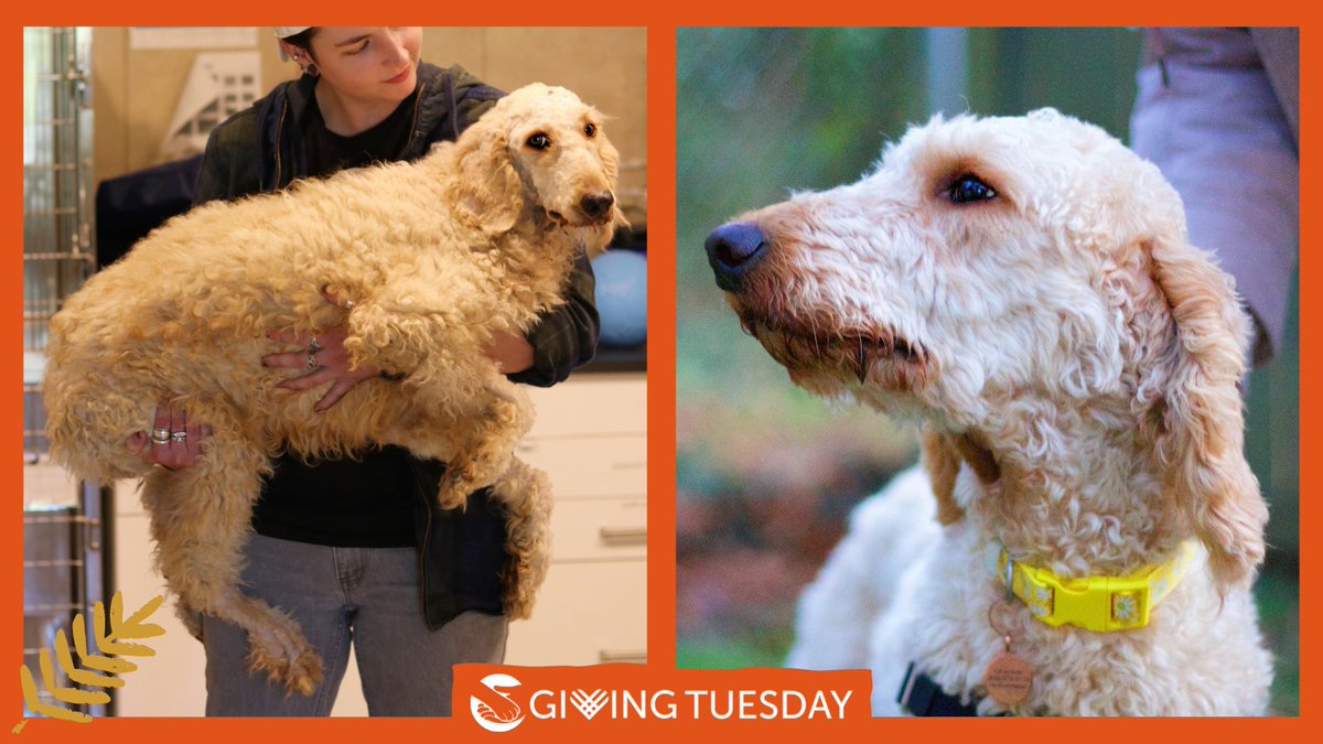 Your gift to help suffering animals will be doubled up to $35,000, but only for these last few hours of #GivingTuesday! Make your donation now so that we can continue working together to take their pain away. secure.qgiv.com/event/gt22/