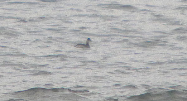 SouthSiderUK's tweet photo. Digiscoped record shot of the Black-necked Grebe off Tuned In, Redcar this afternoon. ⁦@teesbirds1⁩ ⁦@nybirdnews⁩ https://t.co/5HzF5kZnwB