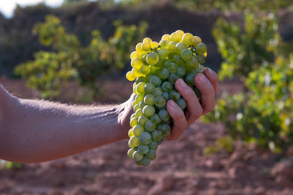En Bodegas Polo Monleón cumplimos 70 años elaborando vinos blancos de uvas #Merseguera a 1.100 metros de altitud, en el #AltoTuria! 1952-2022! hoyadelcastillo.com