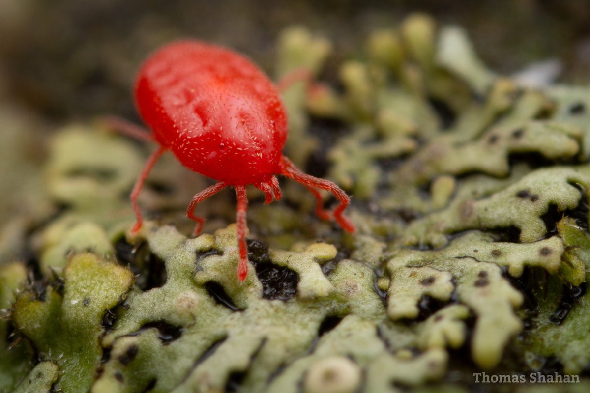 . (@thomasshahan) on Twitter photo ^IDs in previous tweet thanks to <a href="/Theridula/">Ray Fisher</a> !
...more interesting trombidiform mites seen this year:
1 Hydrachnidia(?) water mite from a puddle
2 Leptus sp w/ beautiful setation
3 odd wine-colored trombidioid near a pond
4 Erythraeid (i think?) traversing a lichenous landscape ^IDs in previous tweet thanks to <a href="/Theridula/">Ray Fisher</a> !
...more interesting trombidiform mites seen this year:
1 Hydrachnidia(?) water mite from a puddle
2 Leptus sp w/ beautiful setation
3 odd wine-colored trombidioid near a pond
4 Erythraeid (i think?) traversing a lichenous landscape