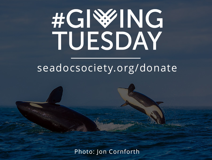 SeaDocSociety's tweet photo. Today is #GivingTuesday and we have some big news! On this global day of generosity, your support of the #SalishSea and its wildlife is worth DOUBLE thanks to two longtime SeaDoc donors!

They'll match every dollar up to $100K! Learn more &amp; donate here! https://t.co/Whq0Pv7uId https://t.co/foQ5CRyzos