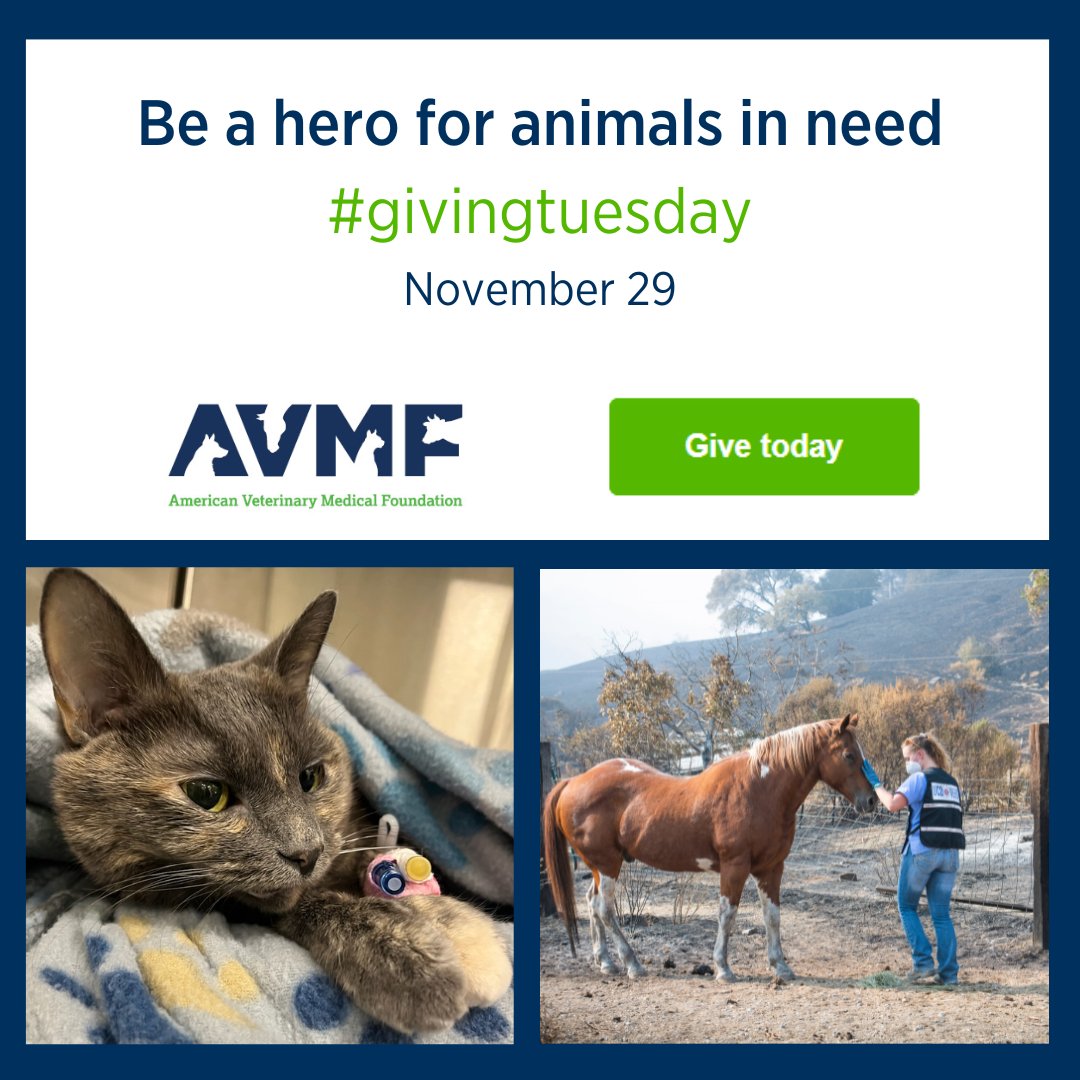 American Veterinary Medical Foundation (@avmfvets) on Twitter photo #GivingTuesday is here! Be a #hero for animals in need by giving to the charitable arm of <a href="/AVMAvets/">AVMA (American Veterinary Medical Association)</a>. In times of disaster, veterinary care teams provide medical treatment, rescue, and shelter. Help AVMF be ready to support these critical activities. AVMF.org/donate #GivingTuesday is here! Be a #hero for animals in need by giving to the charitable arm of <a href="/AVMAvets/">AVMA (American Veterinary Medical Association)</a>. In times of disaster, veterinary care teams provide medical treatment, rescue, and shelter. Help AVMF be ready to support these critical activities. AVMF.org/donate