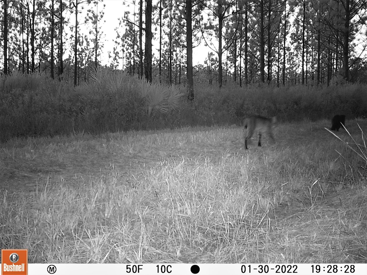 Uh, what? Friends? Foes? Curiosity? Just two weirdos doing cat & weasel stuff? @mike_cove @RolandKays @McCleeryLab @DrDisturbance Bobcat & northern river otter caught interacting during @UFWildlife #cameratrap research in @AlachuaCounty's Balu Preserve @Bushnell @TrailCamNation