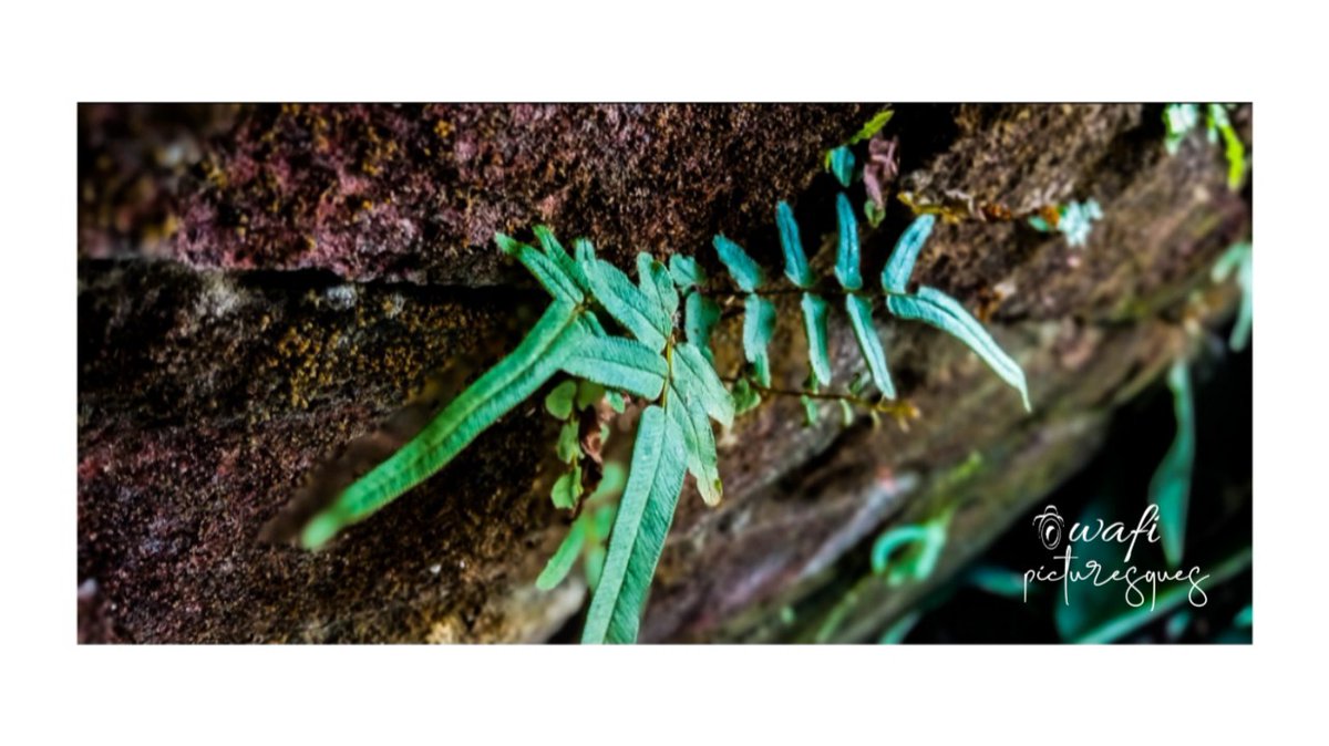 WafiFathema's tweet photo. Wild &amp; Free
🌿💚
#clicked_by_wafi.
.
#greenleaves #greenlives
#nature #naturephotography
#worldhobbygraphy #hobbyphotography
#mobailphotography #photographylovers
#naturephotography
#photographybd🇧🇩 
#lovephotography #wafiphotography #worldphotography 
#coxsbazar #bdcommunity🇧🇩🔗 https://t.co/RJM0Q4yuVP