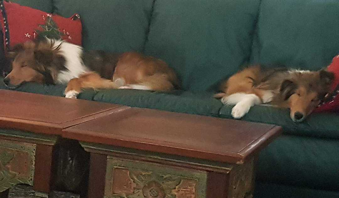 Mom says Kissmoose is coming soon. We are dreaming about dog treats.
#dogsoftwitter 
#DogsOnTwitter 
#bookends