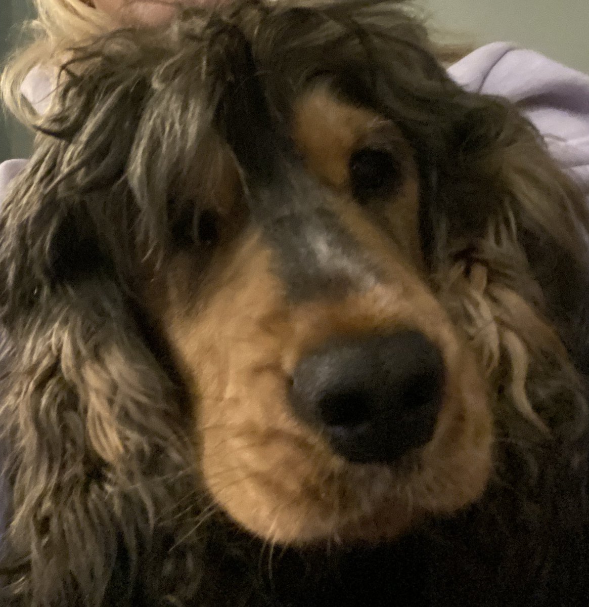 CockerShow's tweet image. Humom said I need a haircut. Said sed she’s booked me in………… I luv rockin the rock star look 👀hope I’m not going to be cold 🥶after my trim……..