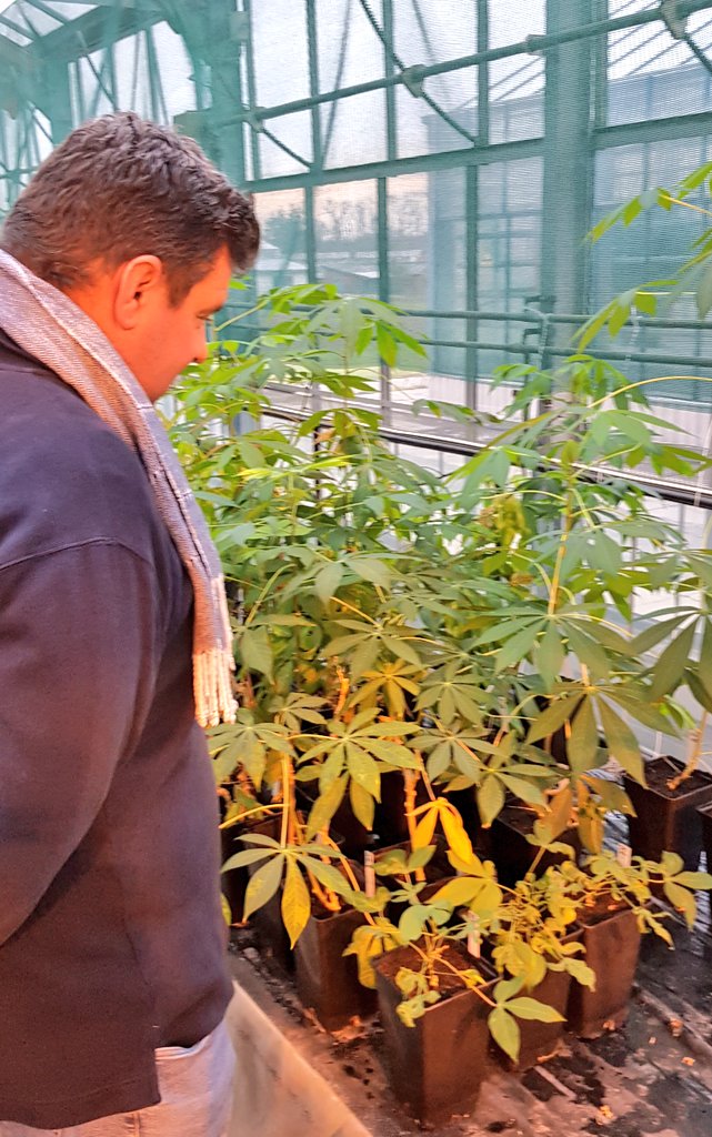 SamarSheat's tweet photo. Productive and nice visit from cassava program leader in #CIAT @BiovIntCIAT_eng to our humble #cassava farm in Germay. We are so happy to have you with us and more for our joint efforts with your great team to tackle cassava #dieases
#CBSD
#CMD
#CFSD
#CWBD
@Leibniz_DSMZ_en
@CGIAR https://t.co/StgPQ5fCgD