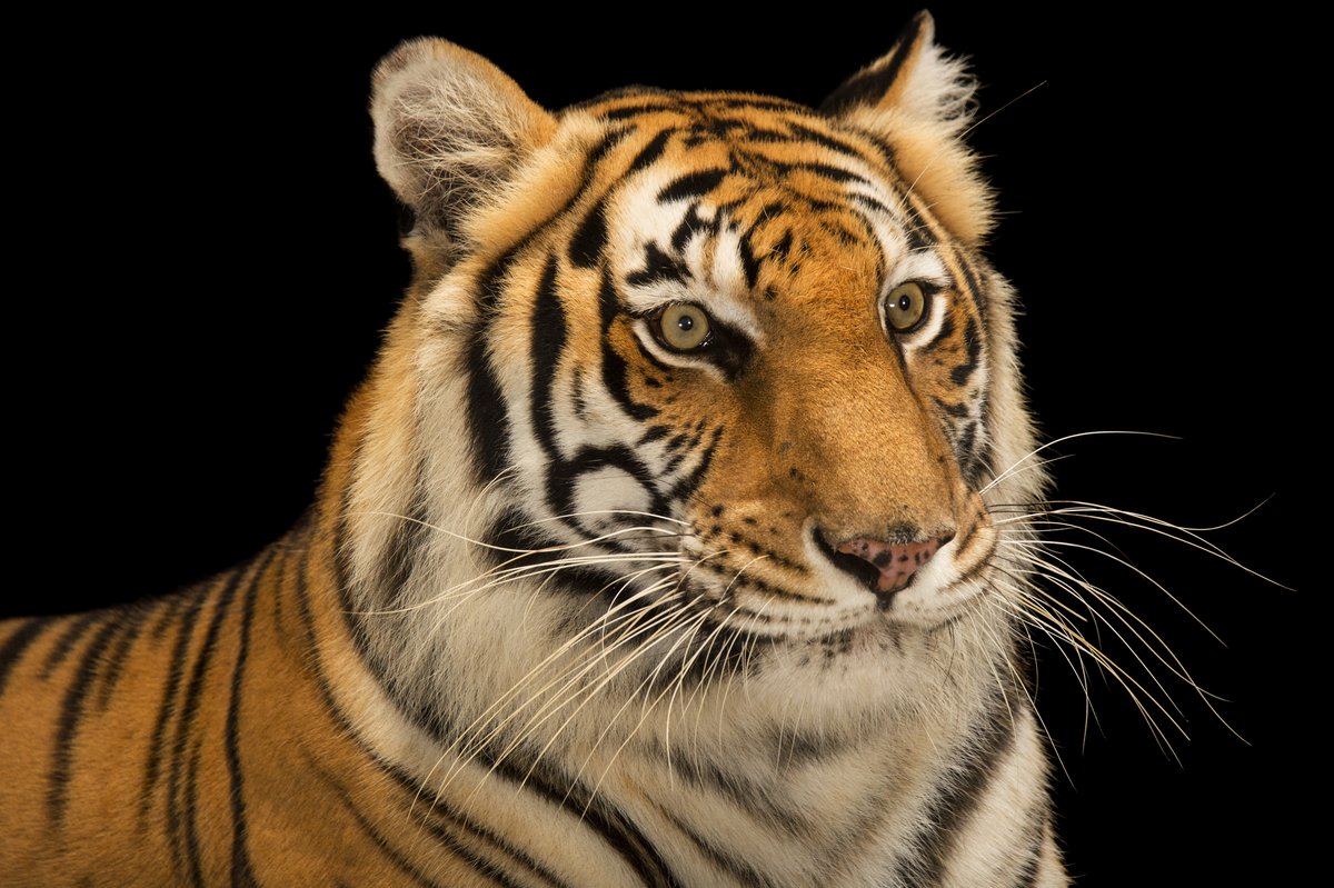 hourlyTiger (@hourlytiger) on Twitter photo 