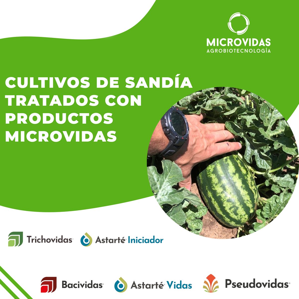 Microvidas tweet media