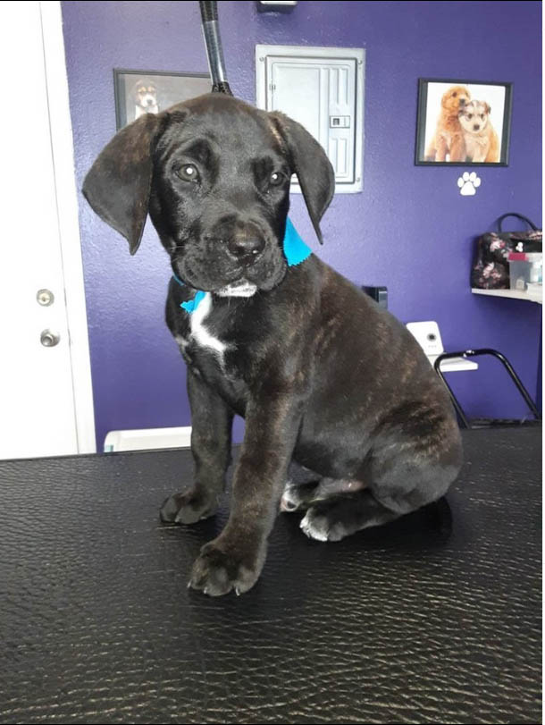 VanityPaws's tweet photo. We want every experience to be positive, as grooming is essential for a happy, healthy puppy. #PuppyGrooming https://t.co/arGHJc1F16 https://t.co/VstBviuKOh