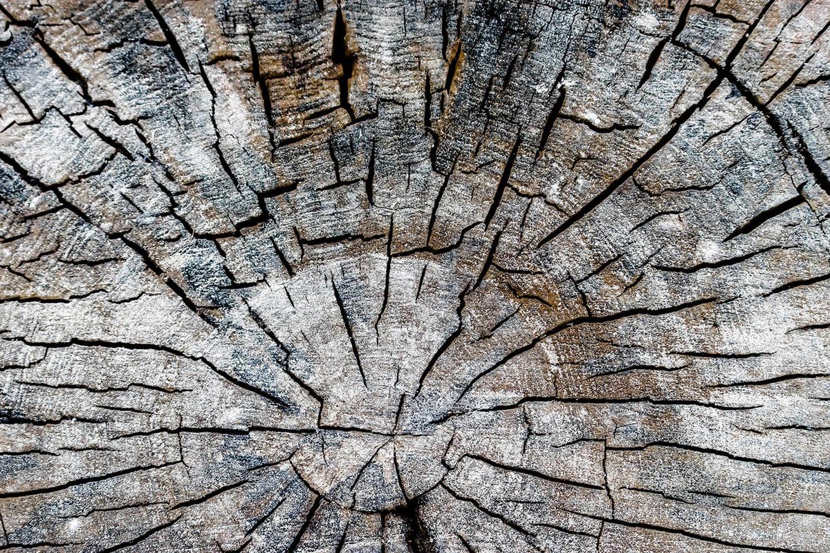 There's still time to secure your place on our popular one-day Level 2 <a href="/cityandguilds/">City & Guilds</a> #NPTC Safe Use of Stump Grinders course:
🗓️ 14th December
🕜 9am - 4:30pm
💷 £245 per person
Find out more and book today at: tinyurl.com/2p97k7ad #NationalTreeWeek