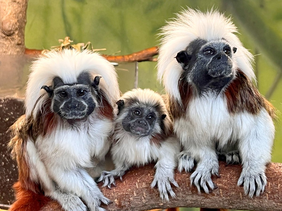 There's still time to donate on #GivingZOOday! Your generosity goes toward the care of our 1,700-plus animals. Honor a friend or family member by donating in their name by visiting bit.ly/3GmkVZX. For general donations, please visit bit.ly/3tygWlo.