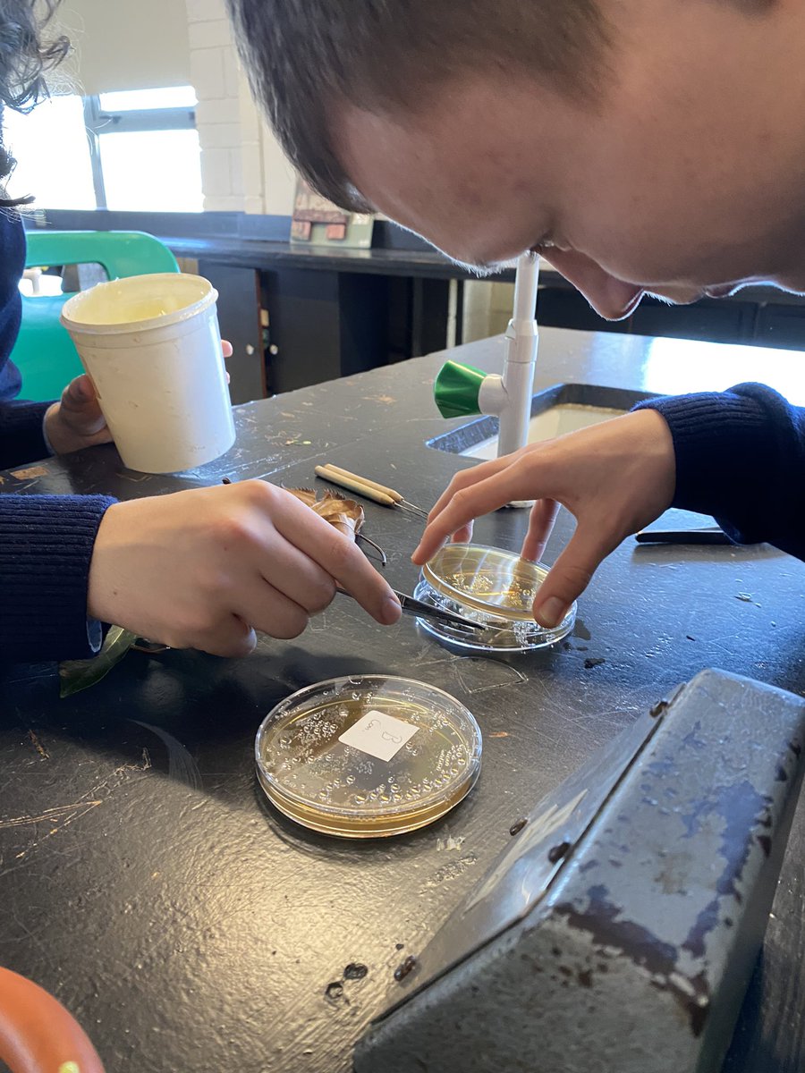 MissNCollier's tweet image. 5th Years got excellent results in their Biology practical on growing leaf yeast on starch agar plates. Practising their aseptic and sterilisation techniques while handling microorganisms! #PDSTBiology #LeavingCertBiology #PracticalWork @HolyChildCS