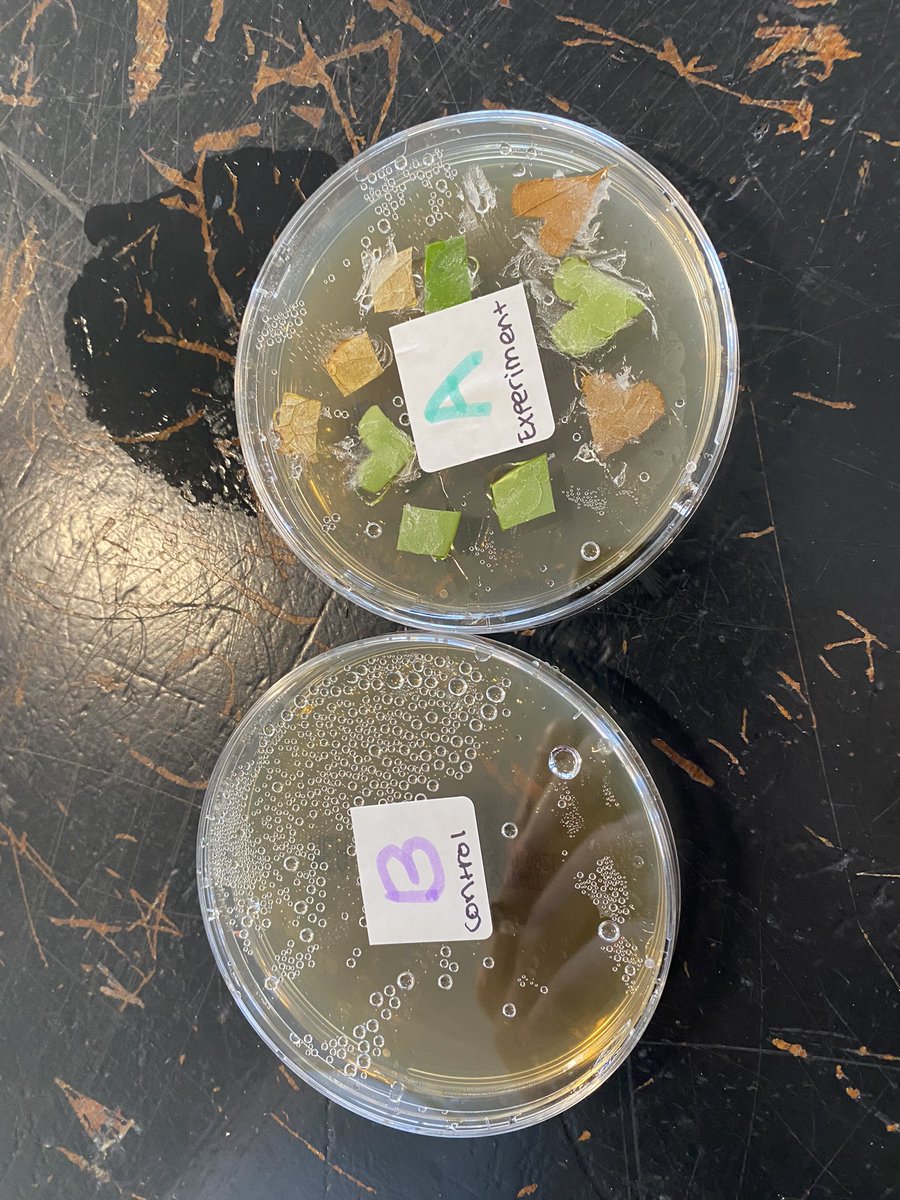 MissNCollier's tweet image. 5th Years got excellent results in their Biology practical on growing leaf yeast on starch agar plates. Practising their aseptic and sterilisation techniques while handling microorganisms! #PDSTBiology #LeavingCertBiology #PracticalWork @HolyChildCS