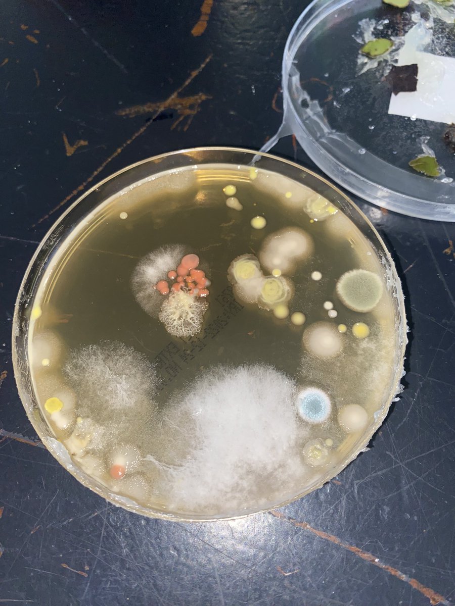 MissNCollier's tweet image. 5th Years got excellent results in their Biology practical on growing leaf yeast on starch agar plates. Practising their aseptic and sterilisation techniques while handling microorganisms! #PDSTBiology #LeavingCertBiology #PracticalWork @HolyChildCS