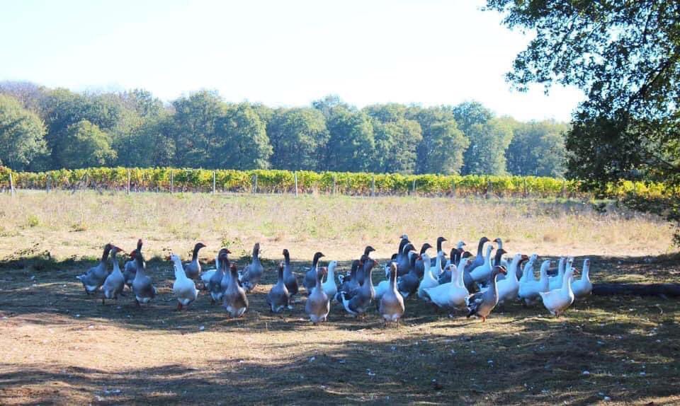 Nos oies sont élevées 8 mois entre vignes 🍇et forêt  🌳