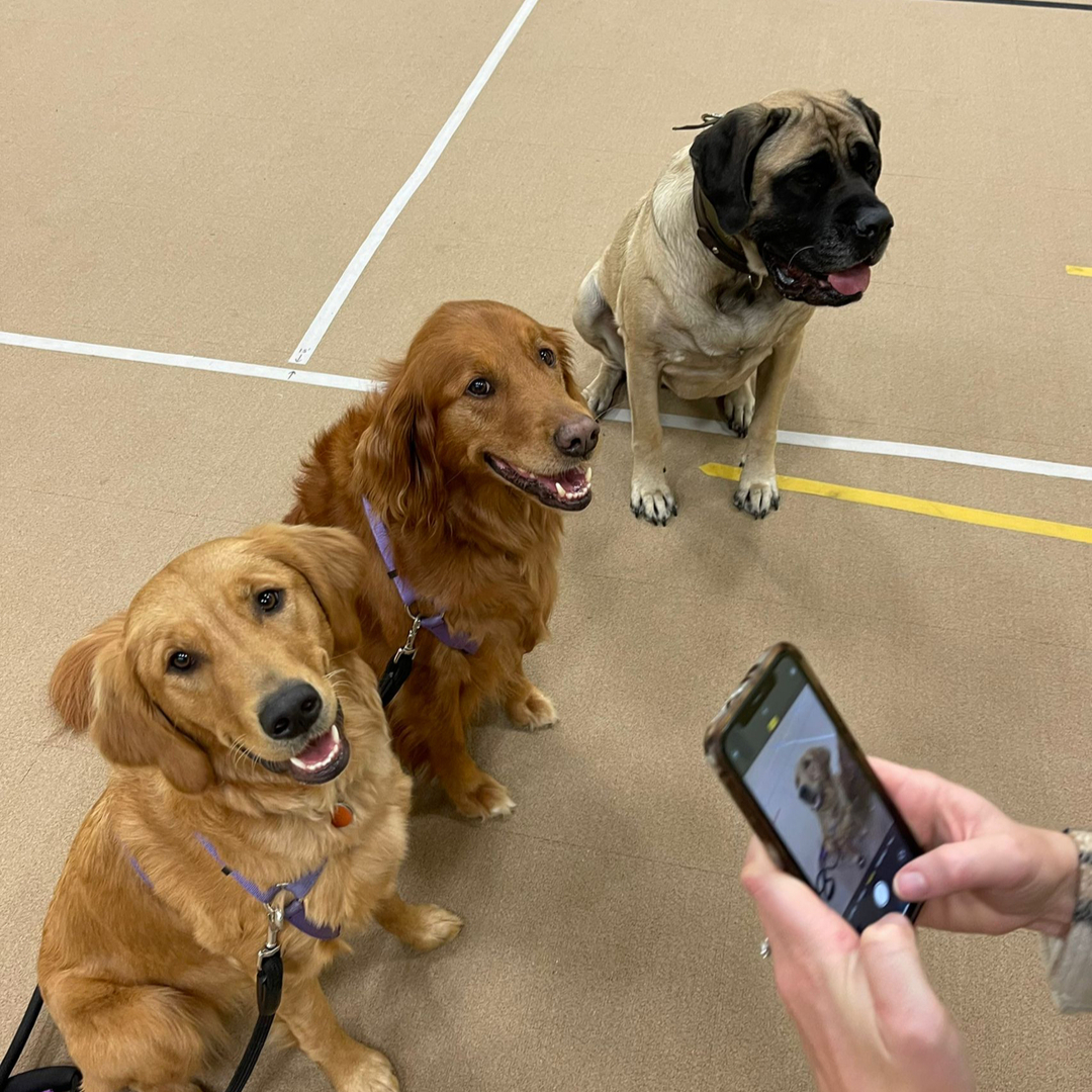 Today is Giving Tuesday 🧡 We encourage you to give, collaborate and celebrate generosity today! 
Go above &amp; beyond for someone, be present, lend a helping hand, tell someone they matter!
We CIC You all out there doing good with your dogs in our communities! #youmatter #givingt