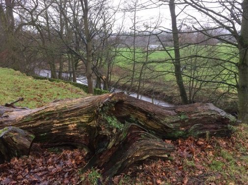 By leaving deadwood in community spaces and woods, land managers &amp; councils can provide homes for all sorts of insects, mosses, fungi &amp; lichens, as well as vital bird &amp; bat nesting sites. It's also easy climate action⁠, as deadwood locks up carbon for years!
#wildlife #nature