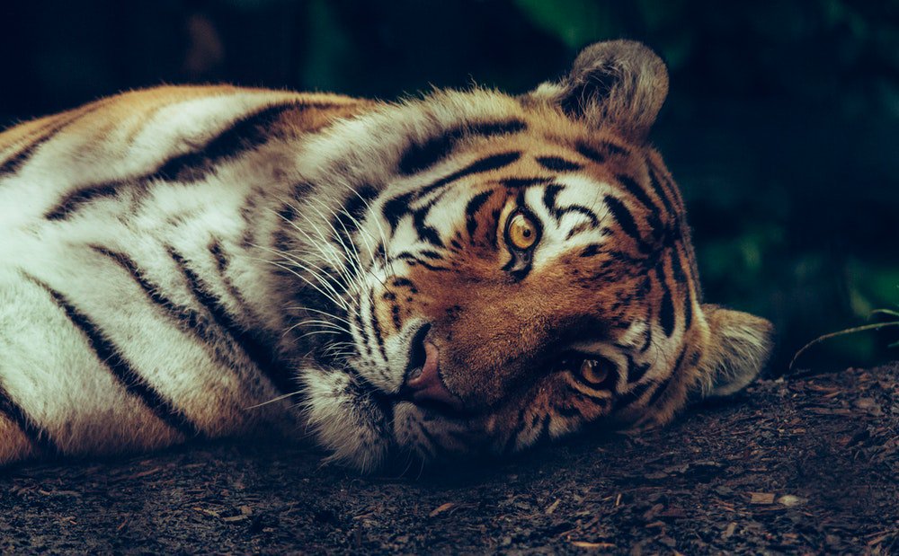 hourlyTiger (@hourlytiger) on Twitter photo 