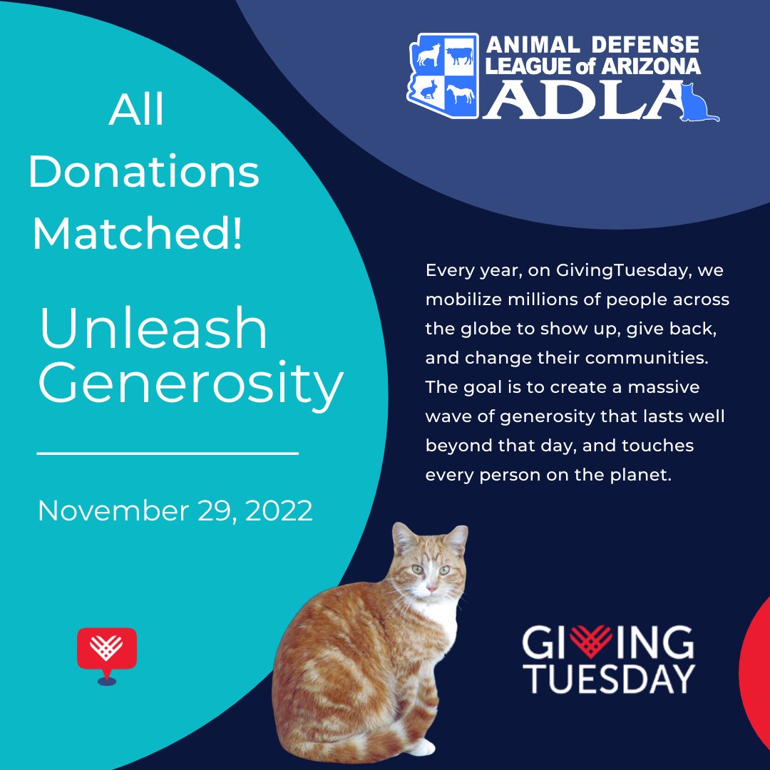 adlaz's tweet photo. You can make a difference in the lives of homeless cats today on #givingtuesday2022 – and now you can help TWICE as many animals! Each donation you give to ADLA will be matched (up to $5K). Over 95% of your gift goes directly to programs! https://t.co/jwwcDuUapD https://t.co/gIhJS2yoR7