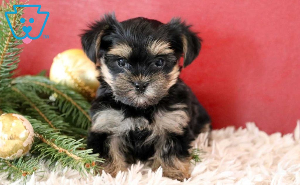 KeystonePuppies's tweet photo. Konnor is a #Morkie ready to venture off to his forever home.

https://t.co/OFphm22AI7  #puppyforsale https://t.co/6pfe7gp7Xt