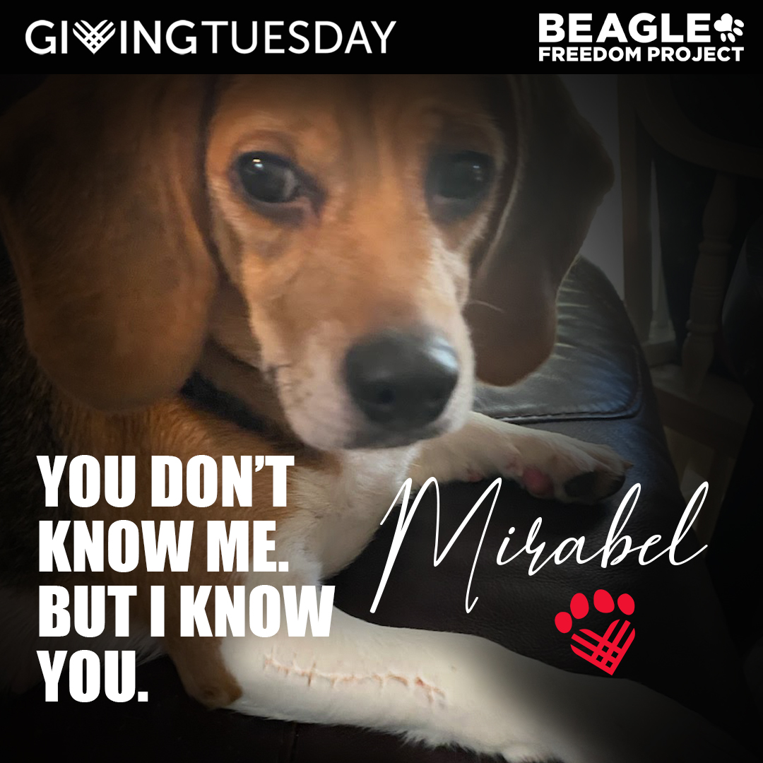 Beagle Freedom Project tweet media