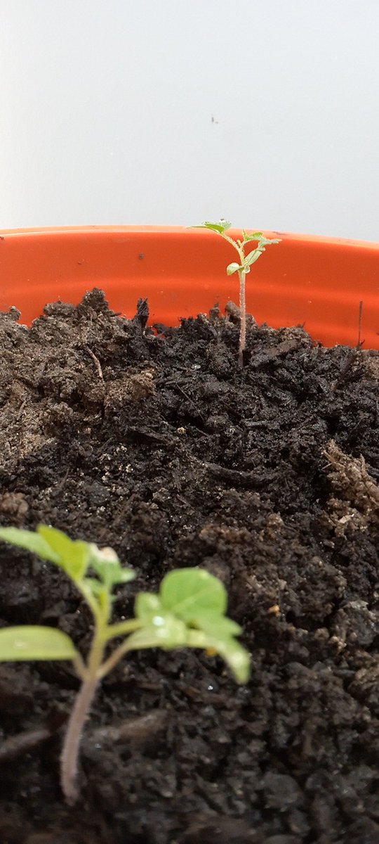 BeyondTheMaafa's tweet photo. Indoor grow room.
#CherryTomatoe
#Arugula
#SpringOnion
#Cucumber
#FarmerLife
#Gardener
DM me so I can help you design and build one for yourself.
Also join https://t.co/QNAw0FMK0F to see the detailed progression of this project. #AppropriateAutomation https://t.co/kSVOnjZWiT
